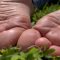 Shrunken and Stepped on – New Giantess Genesis 720